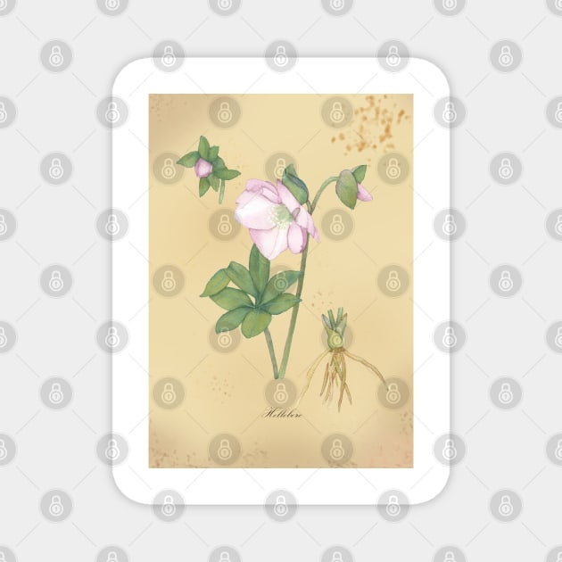 Hellebore, watercolor painting Magnet by Sharon Rose Art