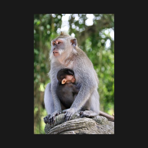 a monkey and baby sitting on a branch in ubud in bali by Geoff79