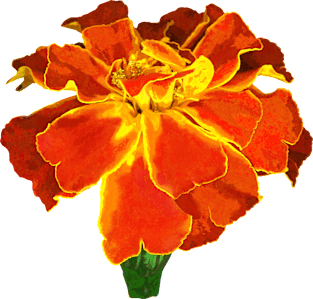 Marigolds - One French Marigold Magnet