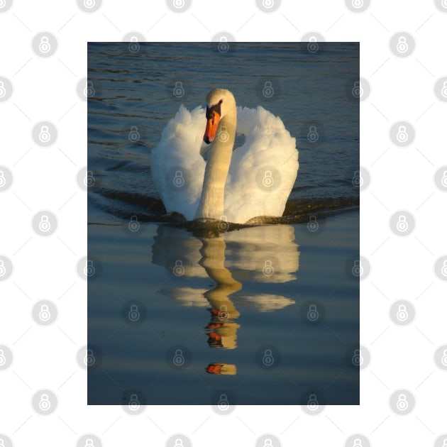 Mute Swan by Chris Petty