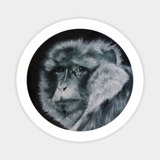 Barbary Macaque Magnet