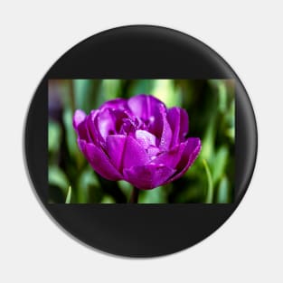 Dewdrops on a purple tulip Pin