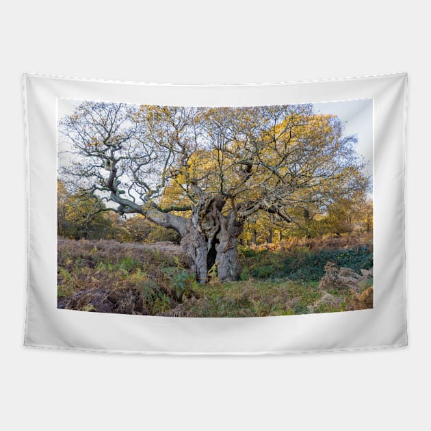 Royal Oak, Richmond Park Tapestry by GrahamPrentice