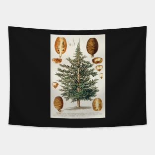 Cedar tree and cone dissectation - Cedrus - botanical illustration Tapestry