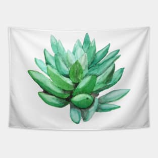 succulent echeveria Tapestry