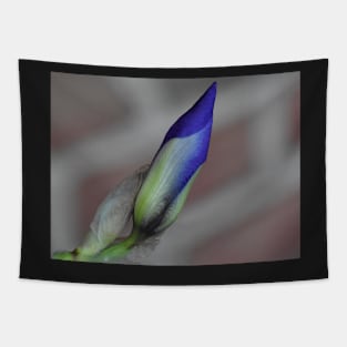 Iris bud 2 Tapestry