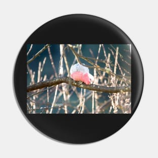 Galah 3 Pin