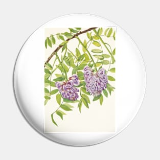 American wisteria - Botanical Illustration Pin