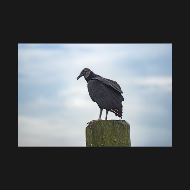 Turkey Vulture in Calabash by KensLensDesigns