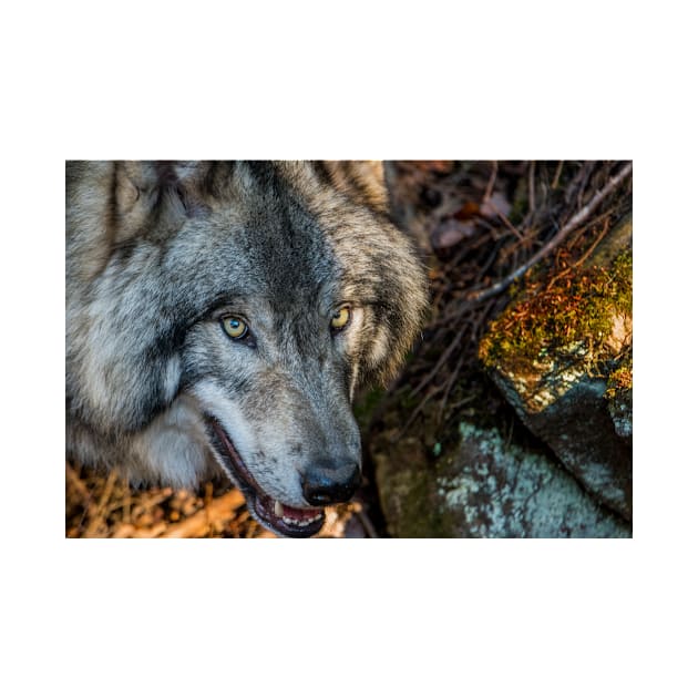 Timber Wolf - Closeup by jaydee1400