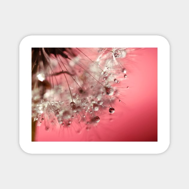 New Year's Pink Champagne - Happy New Year! Magnet by micklyn