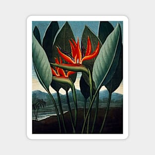 Botanical Art The Bird Of Paradise Magnet