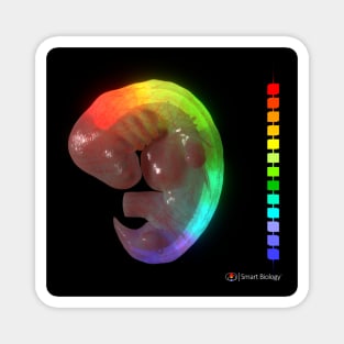 Hox Genes in Developing Embryo Magnet