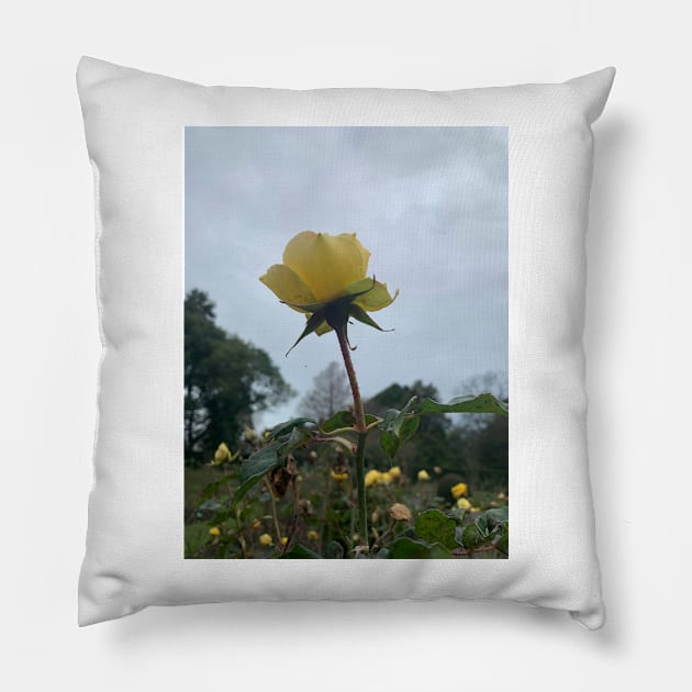 Winter rose Pillow by TerraDumont