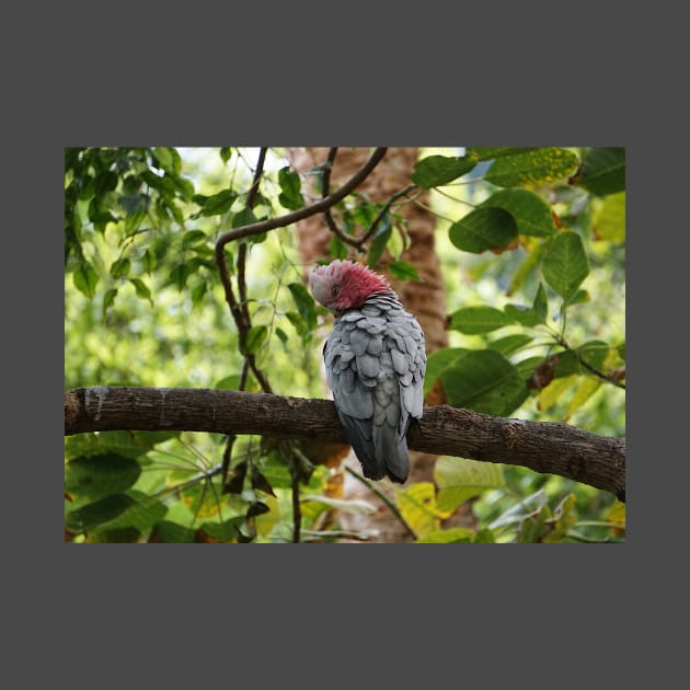 Galah Cockatoo by Nicole Gath Photography