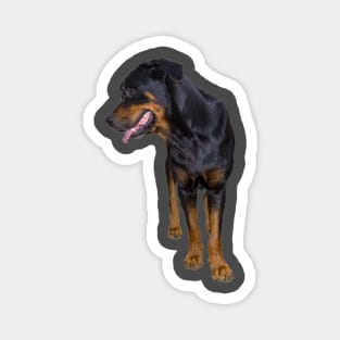 big rottweiler Magnet