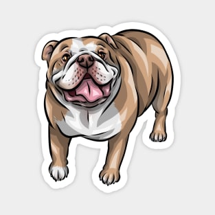 English Bulldog | Cute Dog Magnet