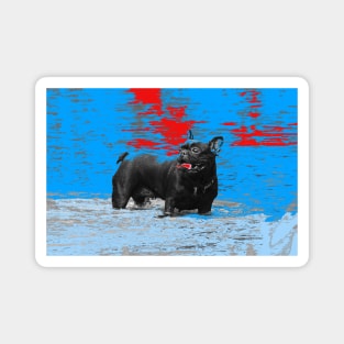 Black dog / Swiss Artwork Photography Magnet