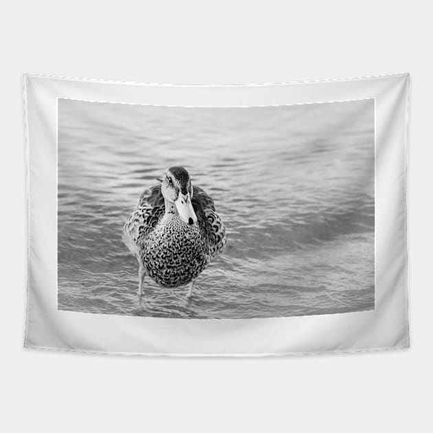 Cute Funny Duck Portrait Black and White Tapestry by Amy-K-Mitchell