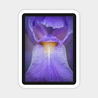 Purple Bearded Iris Close-up Magnet