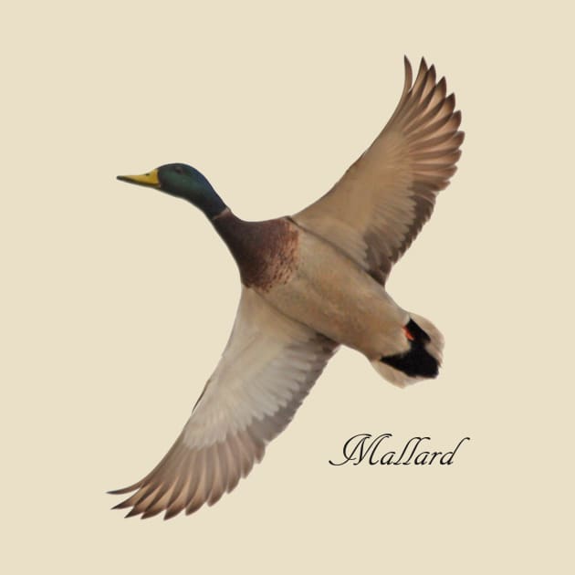 Mallard by Whisperingpeaks