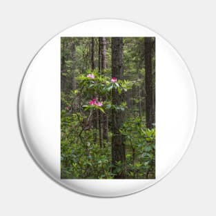 Rhododendron Blooming in Forest - Manning Park Pin