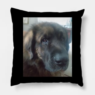 sir henry Pillow