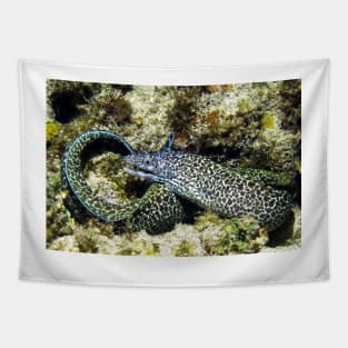 Spotted Moray Eel along the Coral Reef in the Caribbean Tapestry