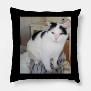 Pussycat Paul Pillow