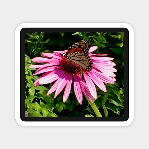 Beautiful Monarch resting on a coneflower Magnet by Dillyzip1202