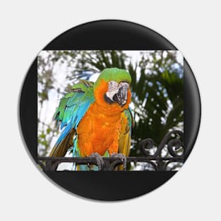 Harlequin Macaw Pin