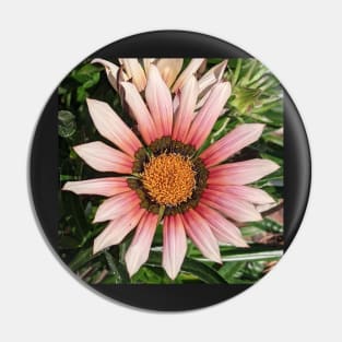 Pink Gazania Flower Pin