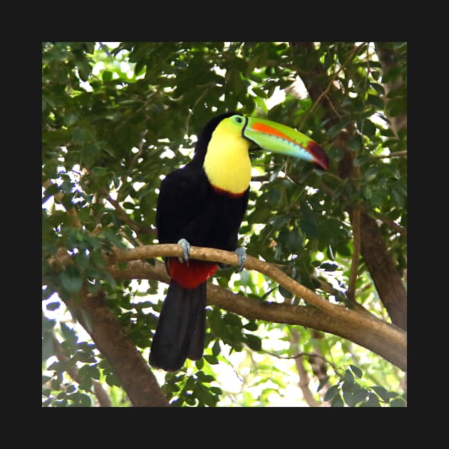 Keel-billed Toucan by Carole-Anne