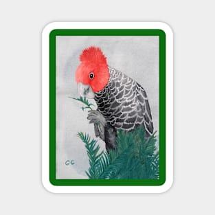 Australian Gang Gang Parrot painting Magnet