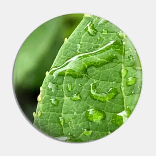 Droplets on leaf Pin