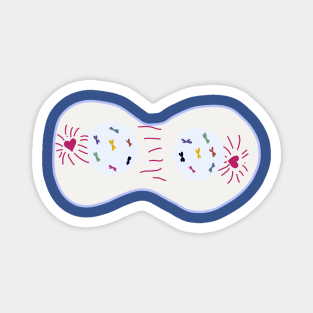 Meiosis Heart Cell Dividing Telophase I Magnet