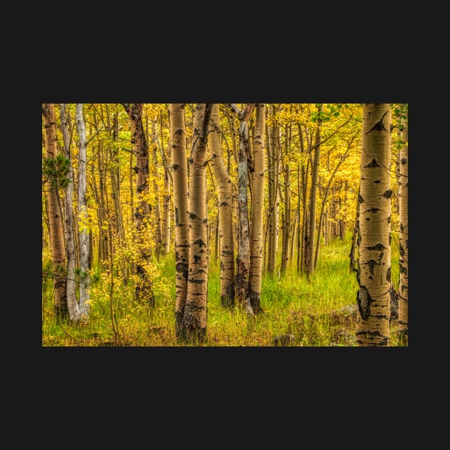 Awake In The Fall Forest Of Gold by nikongreg