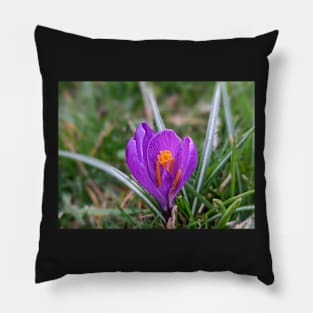 Purple and Orange Flower in Grass 2 Pillow