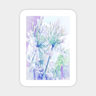 African Lilies (Agapanthus) Magnet