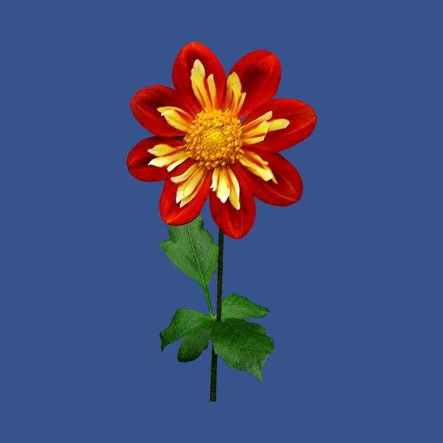 Red and Yellow Single Dahlia by SusanSavad