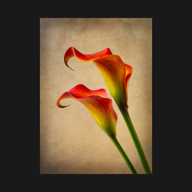Two Lovely Gorgeous Orange Calla Lilies by photogarry