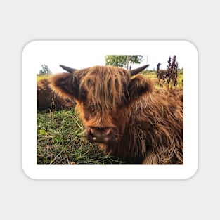 Scottish Highland Cattle Calf 2088 Magnet