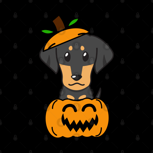 Funny dachshund is in a pumpkin by Pet Station