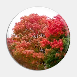 Fall autumn trees changing leaves Pin