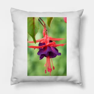 Fuchsia  FuchsiaBerry Pillow