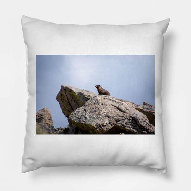 Marmot on Rock Pillow by photosbyalexis