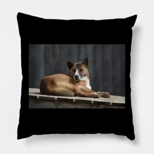 Dingo Pillow