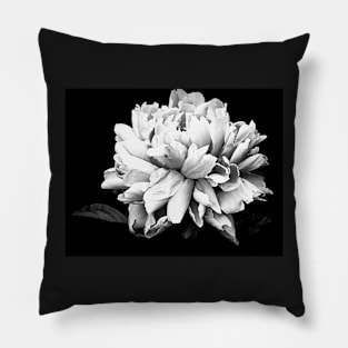 Monochrome Photography Peony Bloom Pillow