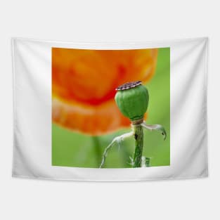 Poppy Seed Pod No Petals Tapestry