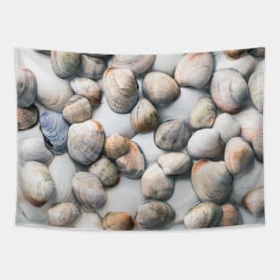 Seashells in Pastel Tones Tapestry